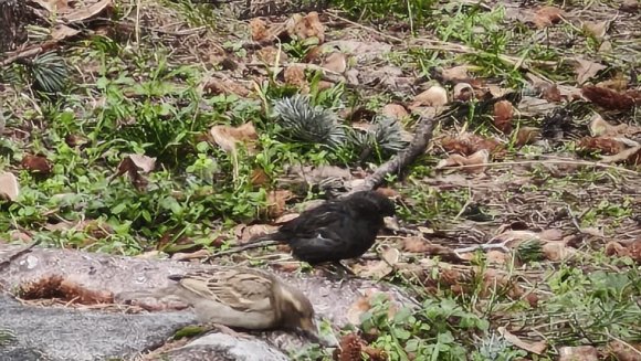 SERÇE SÜRÜSÜNÜN ARASINDA GÖRDÜLER, İSMİNİ ’KÖMÜR’ KOYDULAR