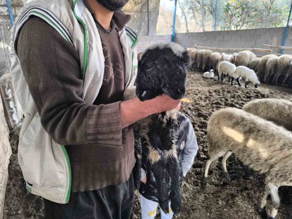 İLGİ ODAĞI OLAN ÇİFT BAŞLI VE 4 GÖZLÜ KUZU 1 GÜN YAŞAYABİLDİ