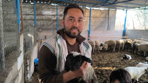 İLGİ ODAĞI OLAN ÇİFT BAŞLI VE 4 GÖZLÜ KUZU 1 GÜN YAŞAYABİLDİ