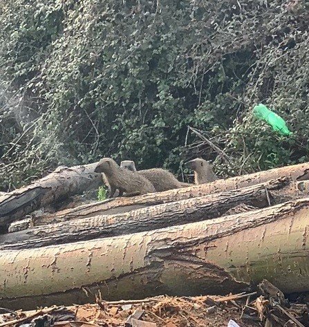 MERSİN’DE SANSAR AİLESİ GÖRÜNTÜLENDİ