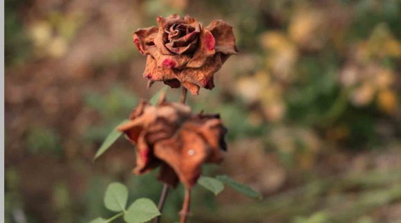 ADANA’DA SEVGİLİLERİN GÜLLERİ DALINDA KURUDU
