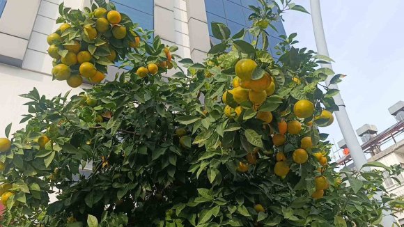 MANAVGAT’TA FIRTINA VE YAĞMUR TURUNÇLARI YOLLARA DÖKTÜ