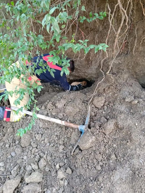 HATAY’DA TOPRAĞIN KAYMASIYLA GÖÇÜK ALTINDA KALAN YAVRU KÖPEKLER KURTARILDI