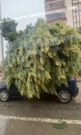 ADANA’DA FIRTINA AĞAÇLARI YERİNDEN SÖKTÜ