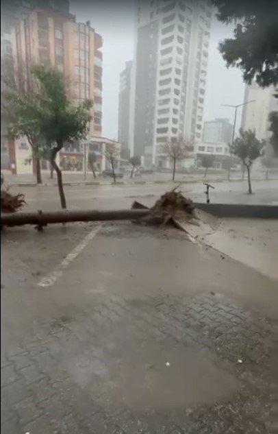 ADANA’DA FIRTINA AĞAÇLARI YERİNDEN SÖKTÜ