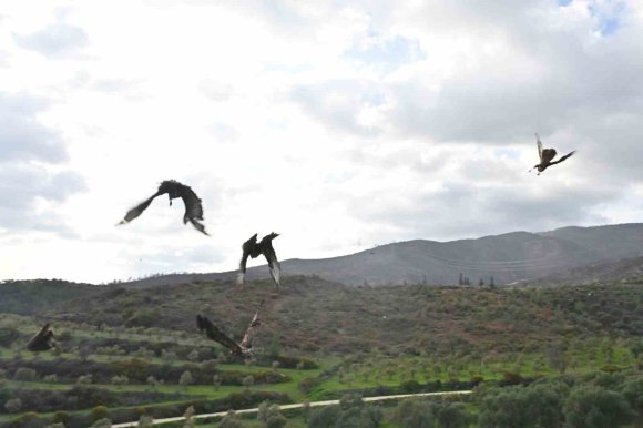 TEDAVİSİ TAMAMLANAN YIRTICI KUŞLAR ÖZGÜRLÜĞE KANAT ÇIRPTILAR