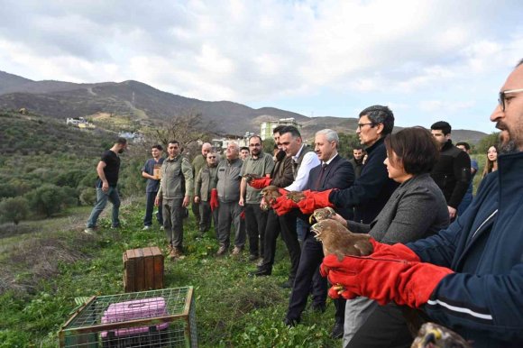 TEDAVİSİ TAMAMLANAN YIRTICI KUŞLAR ÖZGÜRLÜĞE KANAT ÇIRPTILAR