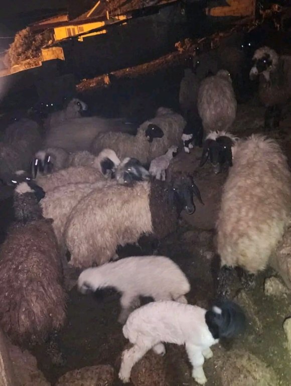 HATAY’DA AHIRDA KORKUTAN YANGIN