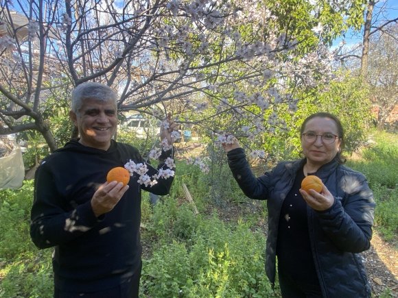 AKSU’DA BADEM AĞAÇLARI ŞUBAT ORTASINDA ÇİÇEK AÇTI