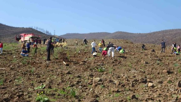 HATAY’DA ORMAN YANGININDAN ZARAR GÖREN ALANLARDA 5 BİN FİDAN TOPRAKLA BULUŞTURULDU