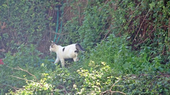 FALEZLERDE MAHSUR KALDIĞI SANILAN KEDİLERİN KEYFİ ‘İHBARLA’ SON BULDU