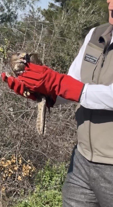 OSMANİYE’DE TEDAVİLERİ TAMAMLANAN ŞAHİNLER, DOĞAYA KANAT ÇIRPTI