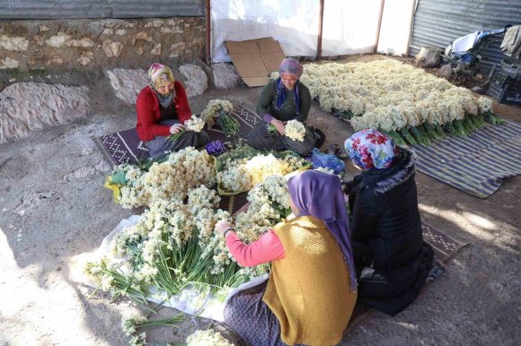 MERSİN’DE ATIL ARAZİLER NERGİSLE DEĞERLENDİ, ÜRETİM 10 KAT ARTTI