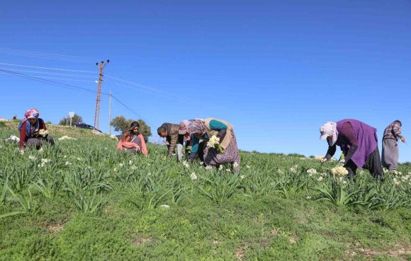 MERSİN’DE ATIL ARAZİLER NERGİSLE DEĞERLENDİ, ÜRETİM 10 KAT ARTTI