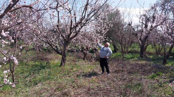 MUT’TA KAYISI AĞAÇLARI ADETA GELİNLİĞE BÜRÜNDÜ