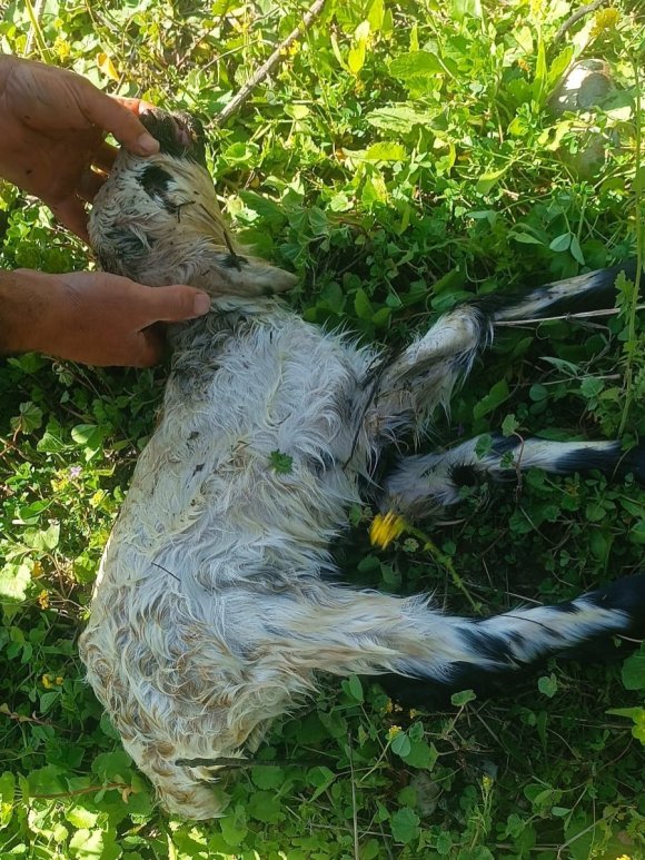 DEFNE’DE KUYUYA DÜŞEN KUZUYU İTFAİYE KURTARDI