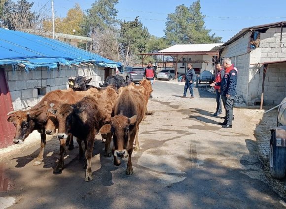 KUMLU’DA YERLİ IRK HAYVANLARLA BÜYÜKBAŞ YETİŞTİRİCİLİĞİ YAPAN İŞLETME İNCELENDİ