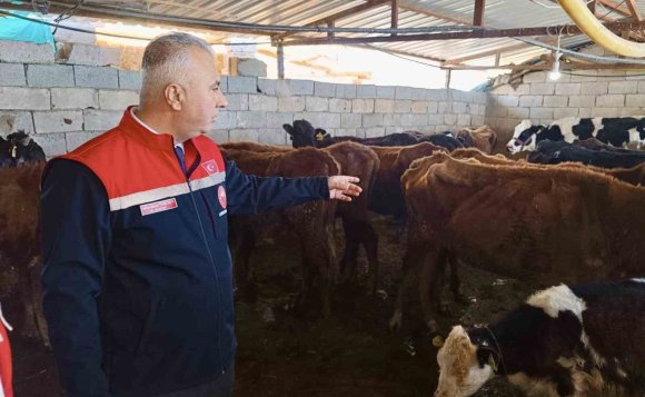 KUMLU’DA YERLİ IRK HAYVANLARLA BÜYÜKBAŞ YETİŞTİRİCİLİĞİ YAPAN İŞLETME İNCELENDİ