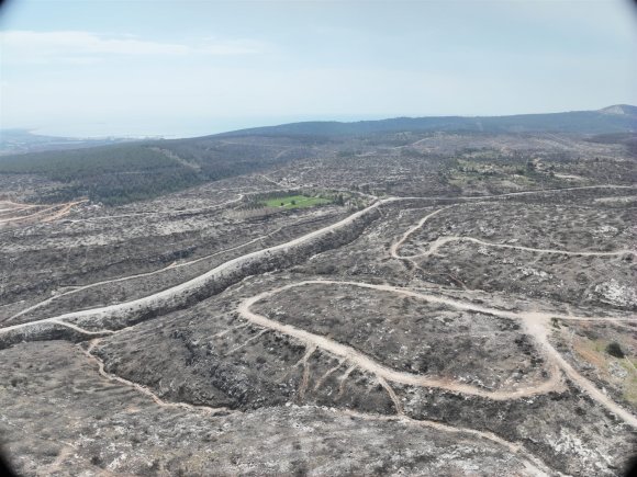 MERSİN’DE YANGIN SAHALARINDA DOĞA YENİDEN CANLANIYOR
