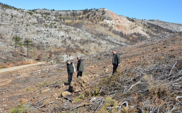 MERSİN’DE YANGIN SAHALARINDA DOĞA YENİDEN CANLANIYOR