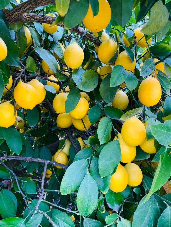 DOĞAN’DAN LİMON İTHALATI DEĞERLENDİRMESİ: "DEPODA ÜRÜNÜ OLAN ÜRETİCİ ZORLANABİLİR"