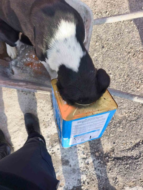 MAHSUR KALAN KÖPEKLERİN YARDIMINA İTFAİYE YETİŞTİ