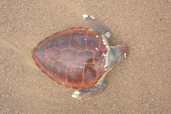 ANTALYA’DA ÖLÜ CARETTA CARETTA KIYIYA VURDU