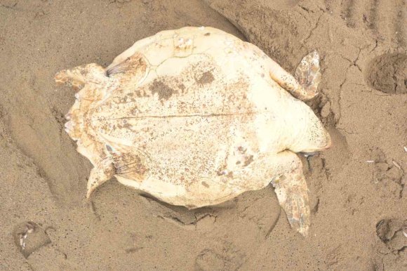ANTALYA’DA ÖLÜ CARETTA CARETTA KIYIYA VURDU