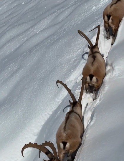 KAHRAMANMARAŞ’TA YABAN KEÇİLERİ GÖRÜNTÜLENDİ