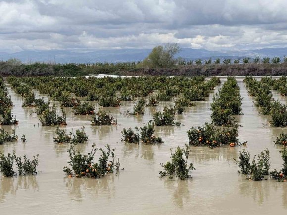 YAĞIŞLAR TARIM ARAZİLERİNİ VURDU