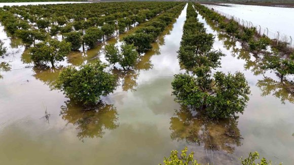 ÇUKUROVA’YI YAĞMUR VURDU: TARIM ARAZİLERİ SULAR ALTINDA