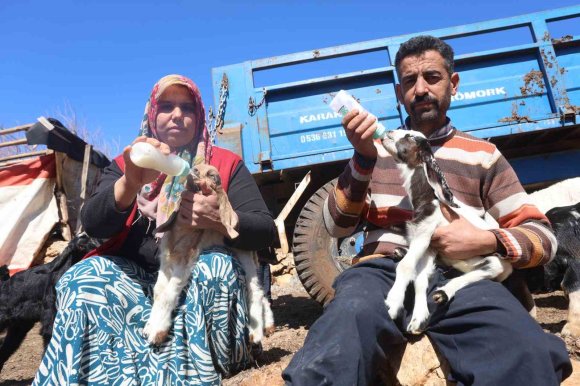 AKARYAKIT KARIŞTIĞI İDDİA EDİLEN YAĞMUR SUYU BİRİKİNTİSİNDEN İÇEREK TELEF OLAN KÜÇÜKBAŞ HAYVANLARIN YAVRULARINI BİBERONLA YAŞATMAYA ÇALIŞIYORLAR