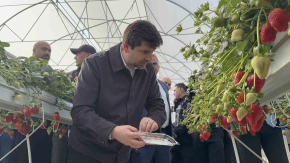 TARSUS’TA TOPRAKSIZ TARIMDA İLK ÇİLEK HASADI YAPILDI