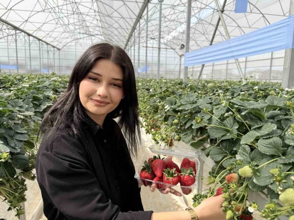 TARSUS’TA TOPRAKSIZ TARIMDA İLK ÇİLEK HASADI YAPILDI
