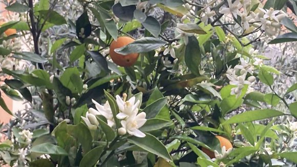 MERSİN PORTAKAL KOKMAYA BAŞLADI: DALINDA KALAN ÜRÜNLER TOPLANMADAN ÇİÇEKLER AÇTI