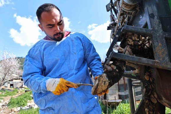 GÜNDOĞMUŞLU ÜRETİCİLERİN BÜYÜKBAŞ HAYVANLARINA TIRNAK BAKIM DESTEĞİ