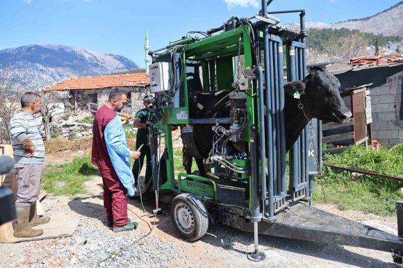 GÜNDOĞMUŞLU ÜRETİCİLERİN BÜYÜKBAŞ HAYVANLARINA TIRNAK BAKIM DESTEĞİ