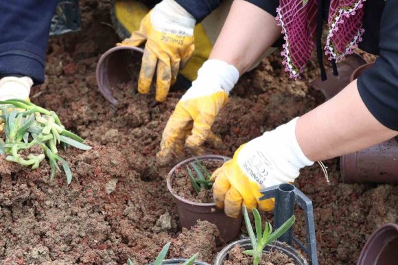HATAY BÜYÜKŞEHİR BELEDİYESİ BİTKİDE DIŞA BAĞIMLILIĞI EN AZA İNDİRMEYİ HEDEFLİYOR