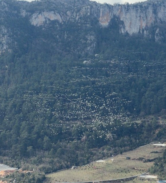 MERSİN’DE AK PELİKANLARIN DANSI GÖRSEL ŞÖLEN SUNDU