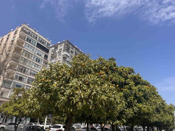 ADANA’DA PORTAKAL ÇİÇEĞİ KOKUSU KENTİ SARDI