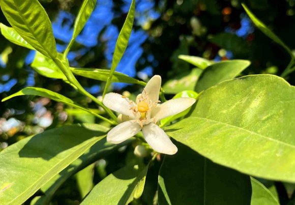 ADANA’DA PORTAKAL ÇİÇEĞİ KOKUSU KENTİ SARDI