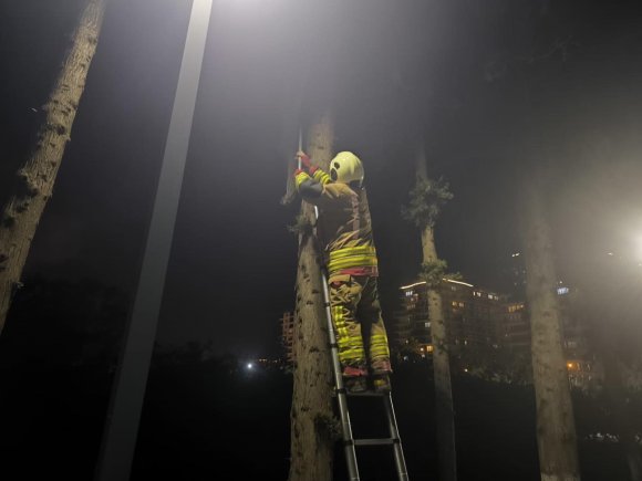 İSKENDERUN’DA AĞAÇTA MAHSUR KALAN KEDİYİ İTFAİYE KURTARDI