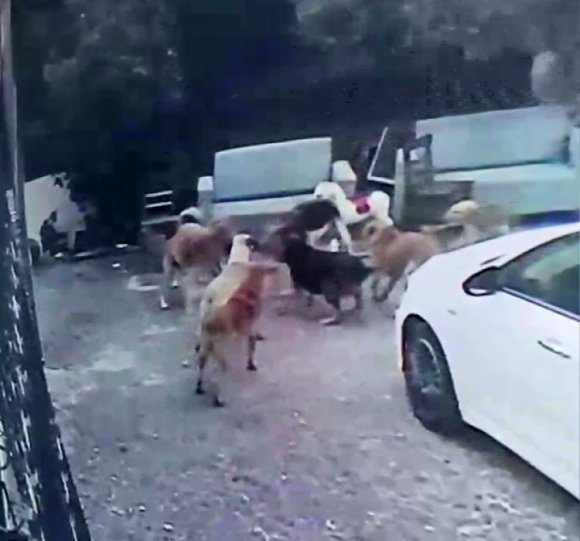 KÖPEK SÜRÜSÜ KEDİYİ PARÇALADI, KORKUDAN ÇOCUĞUNU OKULDAN ALDI