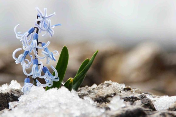 KAR ALTINDAN ÇIKAN KAYA SÜMBÜLÜ GÖRSEL ŞÖLEN SUNUYOR