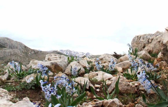 KAR ALTINDAN ÇIKAN KAYA SÜMBÜLÜ GÖRSEL ŞÖLEN SUNUYOR