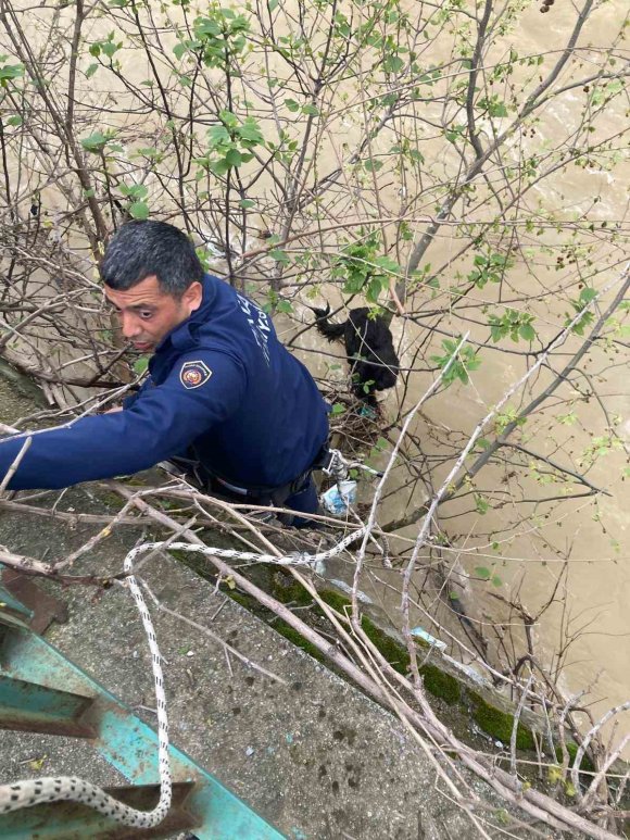 DEREYE DÜŞEN KÖPEK ZORLU OPERASYONLA KURTARILDI