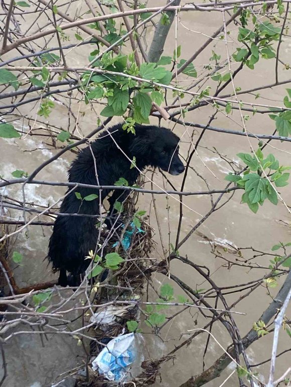 DEREYE DÜŞEN KÖPEK ZORLU OPERASYONLA KURTARILDI