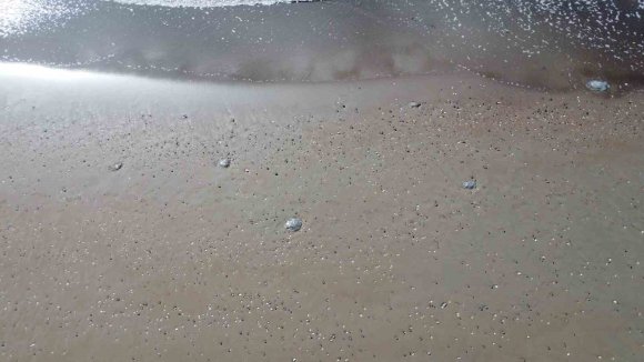 AKDENİZ’DEKİ ZEHİRLİ DENİZANALARI MERSİN SAHİLLERİNE VURDU