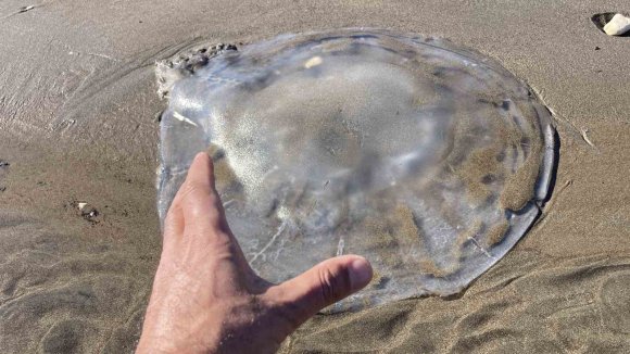 AKDENİZ’DEKİ ZEHİRLİ DENİZANALARI MERSİN SAHİLLERİNE VURDU