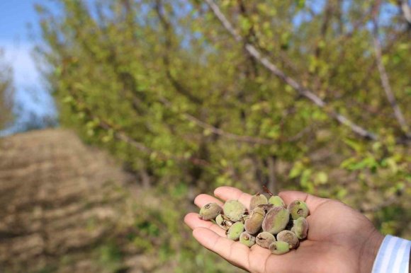 ADANA’DA DOLU KAYISI BAHÇELERİNİ VURDU, ÇAĞLALAR YERE DÖKÜLDÜ
